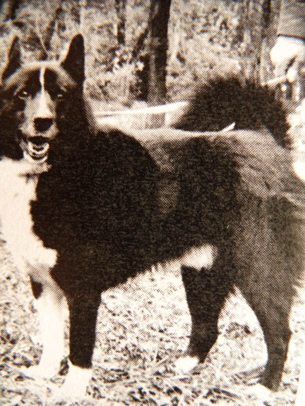 Изображение ч.Пыжик 3065