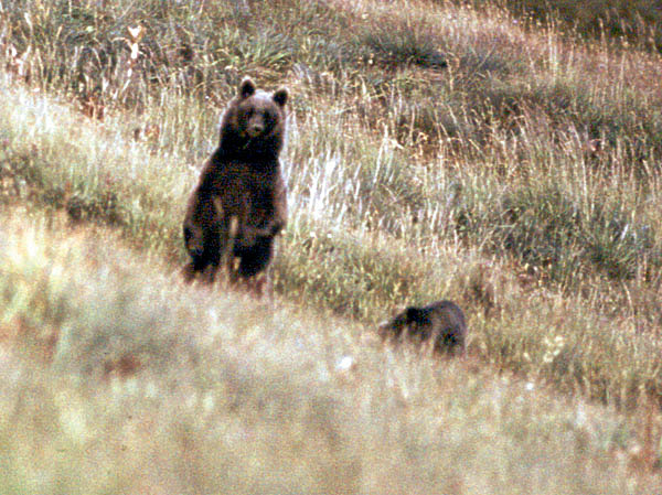 Изображение Стойка на задних лапах — это так называемая ориентировочная реакция зверя, чаще всего предшествующая пассивно-оборонительному поведению — бегству. Фото автора.
