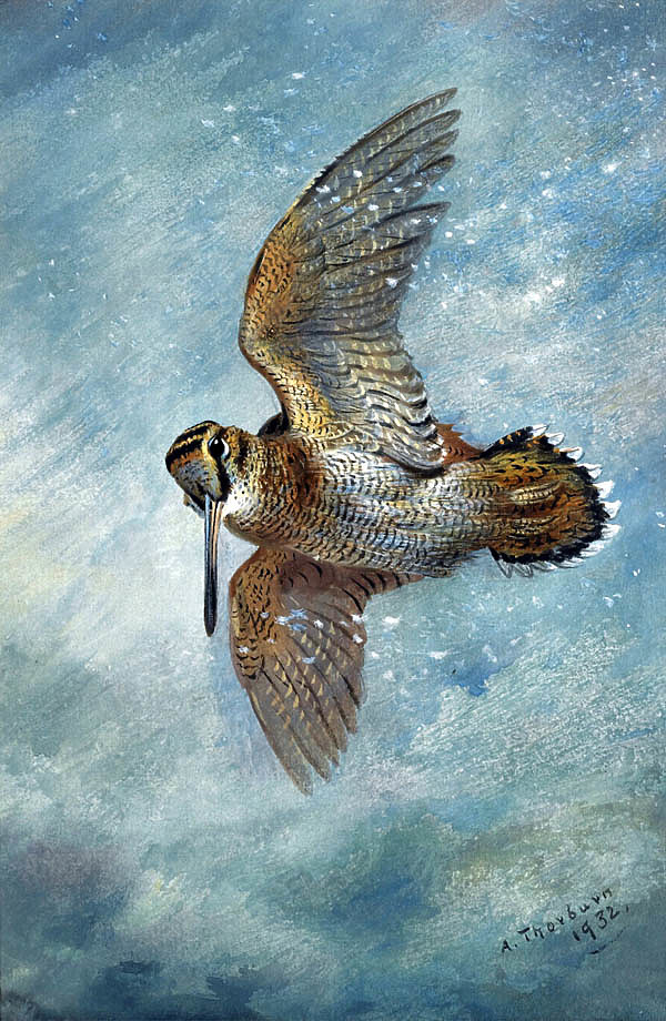 Изображение Работа Арчибальда Торнбурна