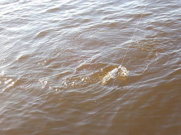 Изображение Жерех на всплеск. Фото: Яншевского Андрея. 