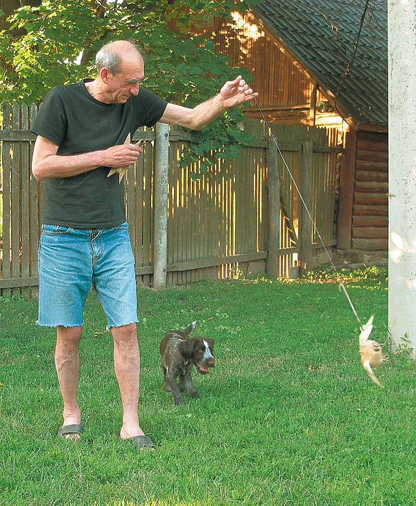Изображение Приобретая щенка, владелец должен отдавать себе отчет в том, что собака сама по себе не станет охотничьей, для этого понадобится много терпения и усилий. Фото автора