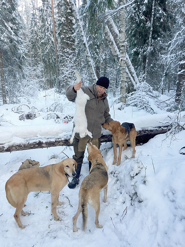 Изображение Трудовой беляк из-под стайки русских гончих. Фото автора. 