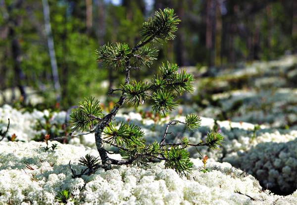 Изображение Самосевы сосны, пробивая толщу мха, вытягиваются к солнцу, искривляясь под действием ветров подобно дереву бонсай. 
 