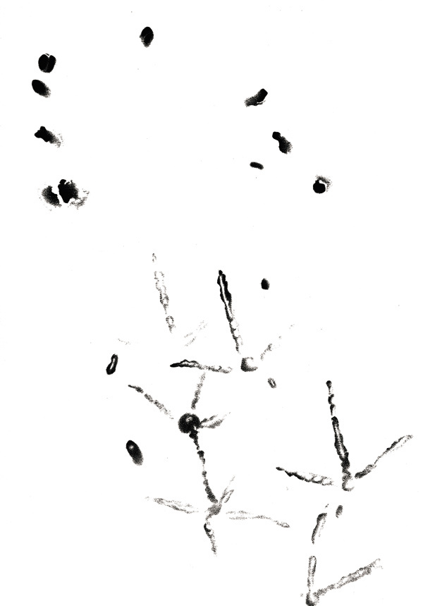 Изображение Следы вальдшнепа, кормящегося в сумерках и ночью на деревенских выпасах: следы лап и длинного клюва, которым кулик протыкал
мягкий влажный грунт в поисках червей
и других беспозвоночных.