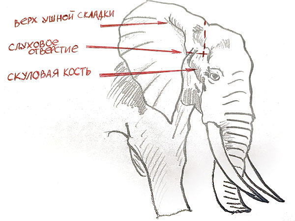Знание анатомии слона — важная часть подготовки к охоте. 