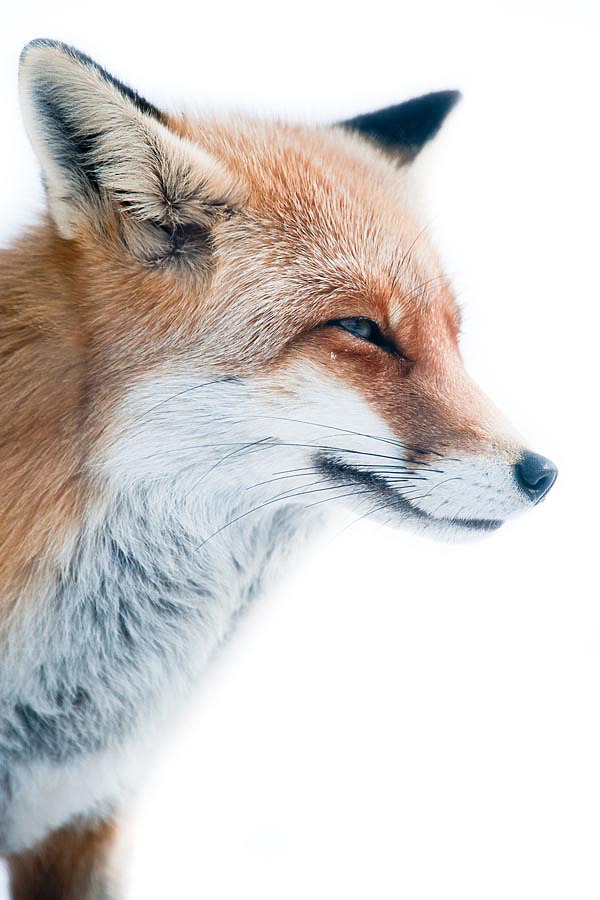 Изображение фото: Fotolia.com