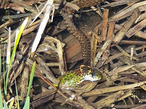 Изображение Чтобы запечатлеть эту удачную охоту ужа пришлось оторваться от процесса рыбной ловли на определенное время. Фото: Геннадий Шеляг.