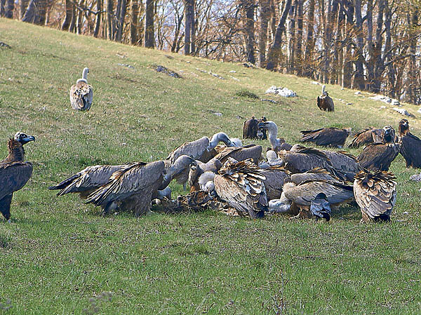 Изображение Появление грифов и сипов на месте кормежки — незабываемое зрелище. Первая птица камнем падает на землю. А следом снижаются десятки хищников. Они рассаживаются вокруг падали и порой не сразу приступают к трапезе, «маринуя» дичь. Фото автора