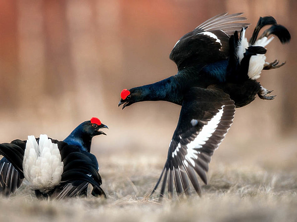 Изображение фото: Fotolia.com 