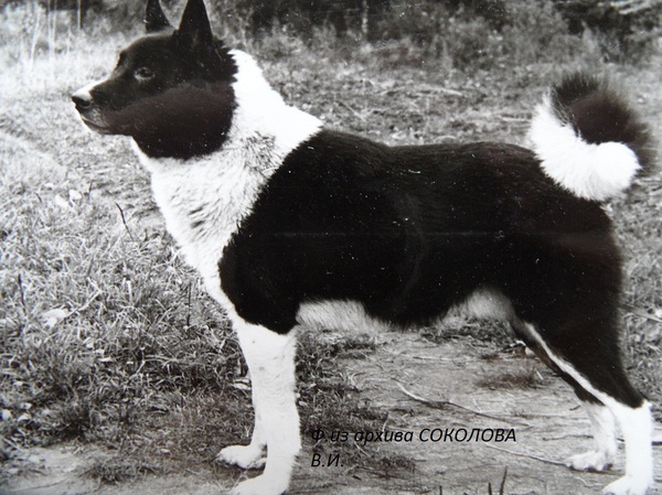 Изображение Мишка р.1973 Якимычева А.Ф. от Стрелки Коршунова.