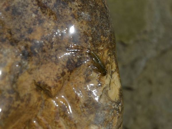 Изображение Так выглядит личинка поденки на камне, который подняли с воды и перевернули. Фото: Геннадий Шеляг. 