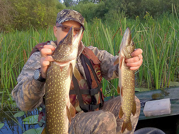 Изображение Озерная щука — самый частый трофей спиннингистов. Фото: Васильева Дмитрия. 