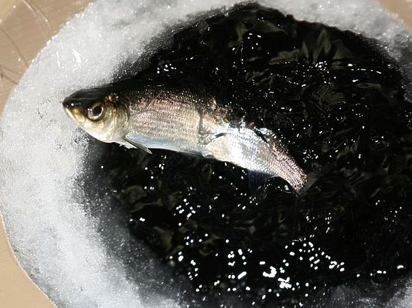 Изображение Фото: Кузнецова Евгения. 