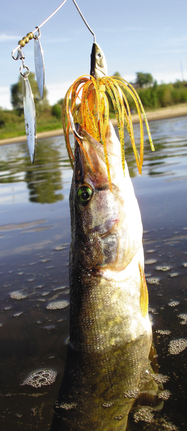 Изображение В пасмурную погоду щука рассредоточивается по всей акватории, в солнечную — стоит в тени и редко оттуда выходит.