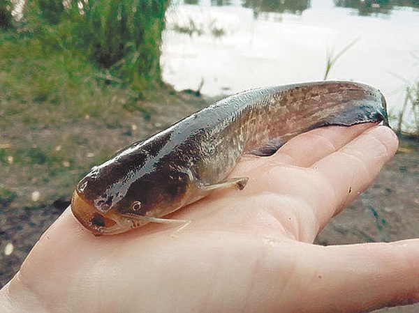 Изображение Фото: Дзюбчука Алексея. 