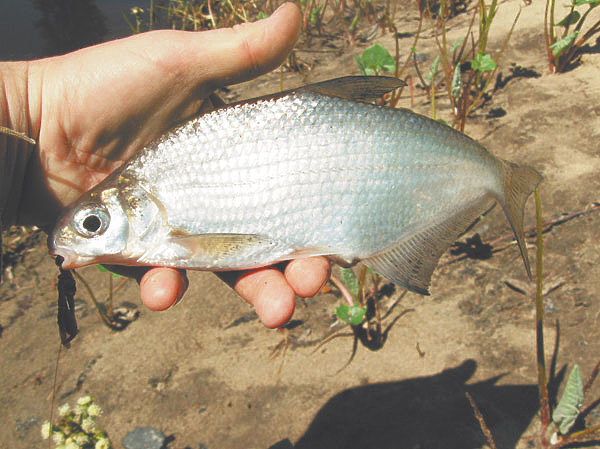Изображение Фото: Александр Токарев.