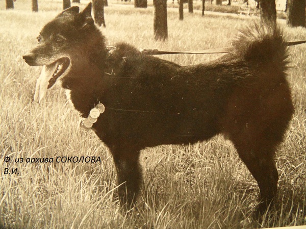 Изображение Калан 1523 р.65 от Пирата Большакова и ч.Дымки 1340 Вл.Ионов Б.Н.