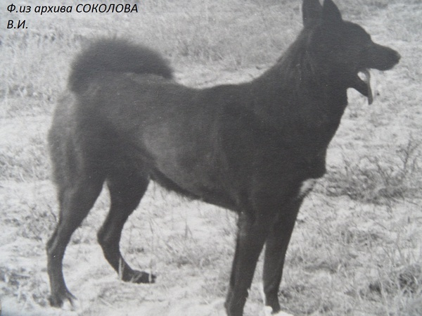 Изображение Альма 1928 р.1973 Бакунина А.А.от Мары Позднякова.