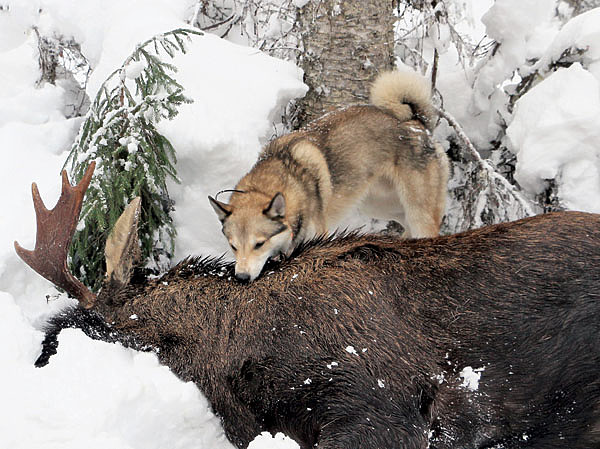 Изображение Добыть лося считается не самым сложным, а вот вынести его — проблема. На это ушло трое суток. Как это было тяжело, знаем только мы. ФОТО ВАЛЕРИЯ КОМЫШЕВА