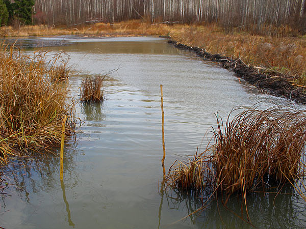 Постановка капкана у излома плотины. Капкан установлен на водной тропе которая огибает кочкарник (два кола). Фото автора. 