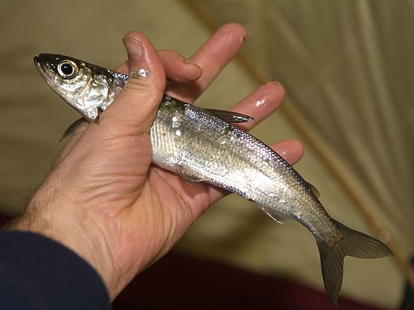 Изображение Рипус глубоководный житель челябинских озер, его ловят с глубины до 15 метров на изящные оснастки. А прикорм и насадка тот же мормыш. Эта рыба водится в озерах Карелии, Новгородской и Псковских областях, но методика ловли местным рыбакам неизвестна. Фото: Евгений Кузнецов. 