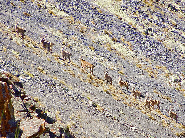 Изображение Этот край поражает разнообразием животного мира. В сильную оптику хорошо видно кабанов, маралов, козерогов. Фото автора. 