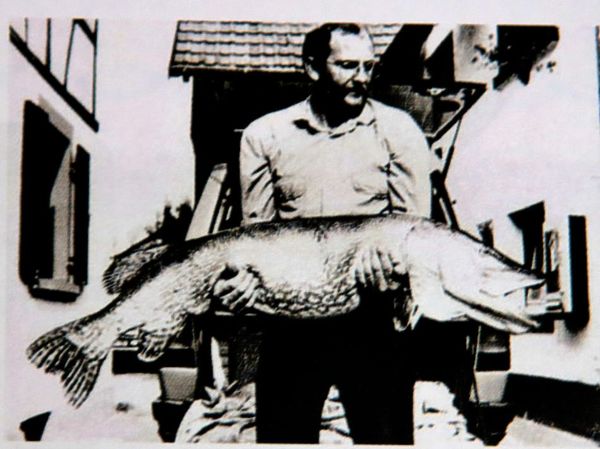 Изображение Обыкновенная щука. Вес 25 кг, длина 136 см, обхват 82 см. Поймана в 1986г Л. Луис в озере Грифен (Германия).