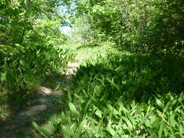 Изображение Ландышевая тропинка