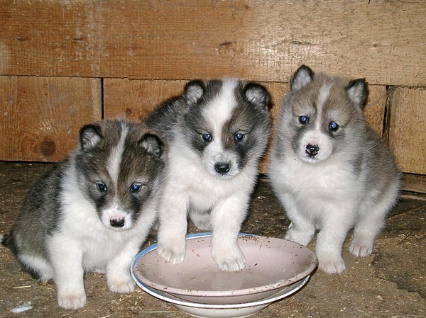 Изображение фото: Семина Михаила 