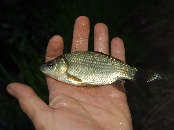 Изображение Фото: Яншевского Андрея. 
