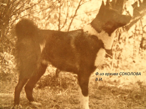 Изображение Загря 1628 р.68 от Разбоя Зарубина и ч.Дымки 1340.Вл.Зарубин В.А.