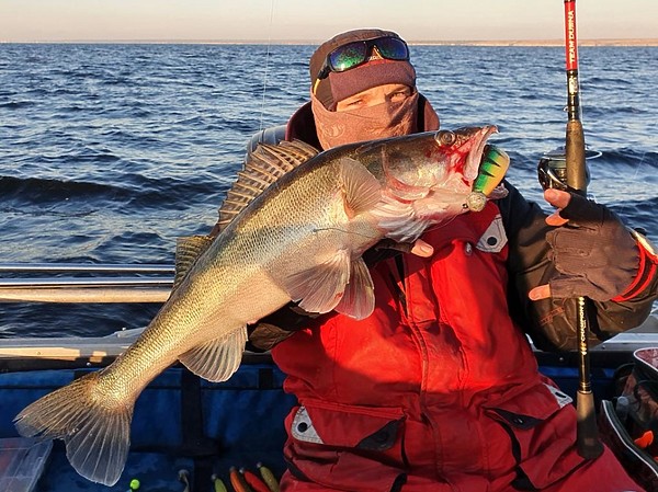 Изображение Крупный риппер крупному судаку больше по нраву. Фото: Коломийца Алексея. 