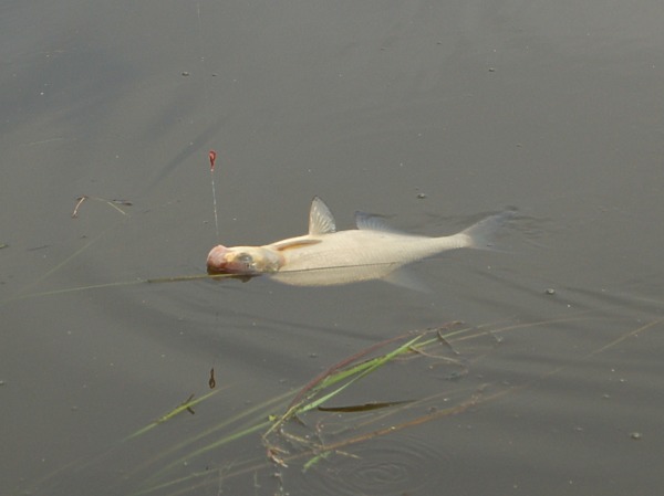 Изображение Фото: Яншевского Андрея. 