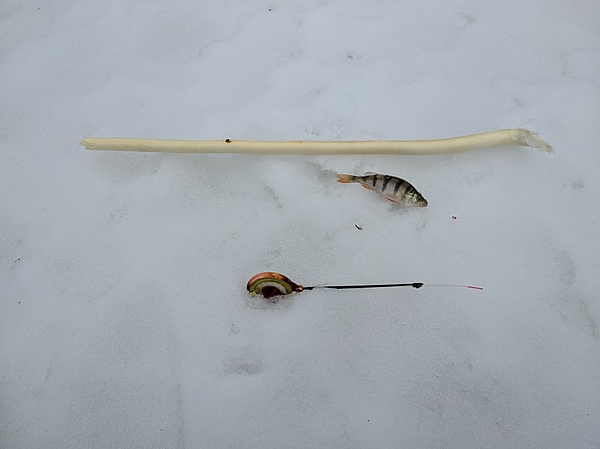 Изображение Рыбацкое счастье. Фото: Трембицкого Алексея. 