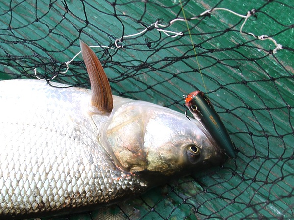 Изображение Жерех охотно атакует попперы и летом и перед ледоставом. Фото: Евгений Кузнецов.