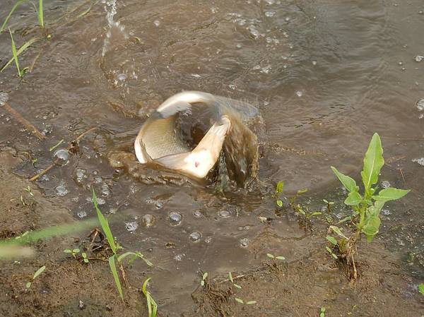 Изображение Идущая против течения рыба весьма бойкая. Фото: Яншевского Андрея. 