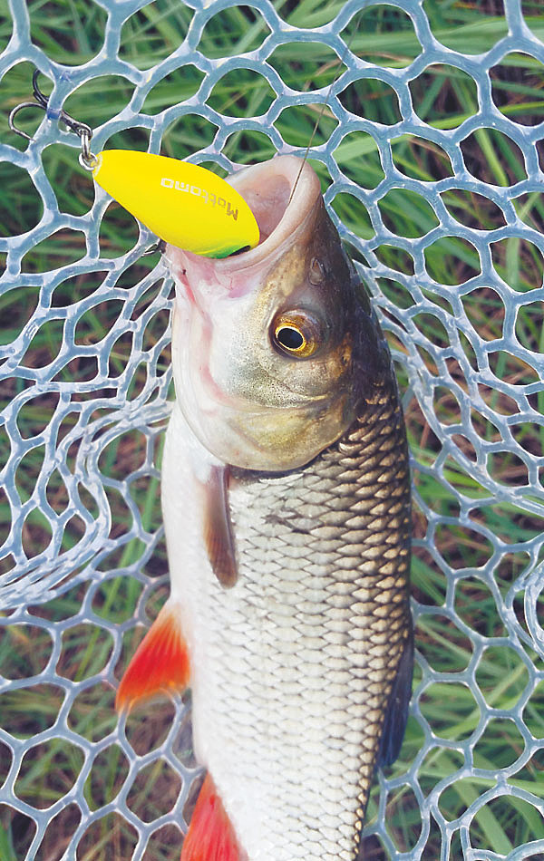 Изображение Фото: Алексей Коломиец. 