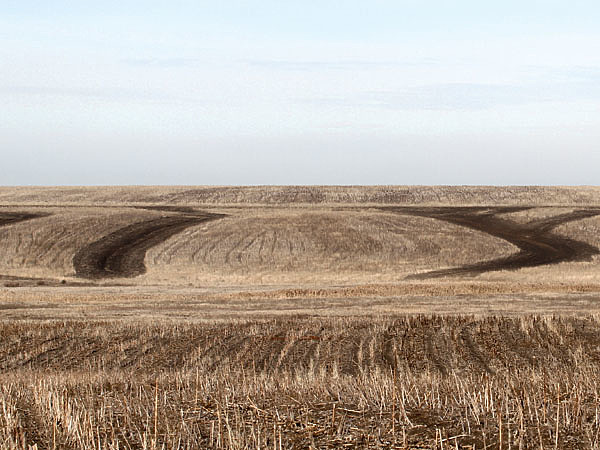 Изображение Борзым нет равных в полях, а гончим — в густой лесополосе. Вот и возникла идея возродить старую охотничью забаву. Фото: Анна Шубкина. 