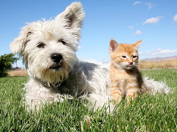 Изображение фото: Fotolia.com 