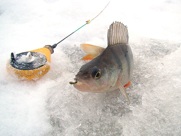 Изображение Окунь наиболее частый трофей при ловле на малой глубине. Фото: Линника Николая. 