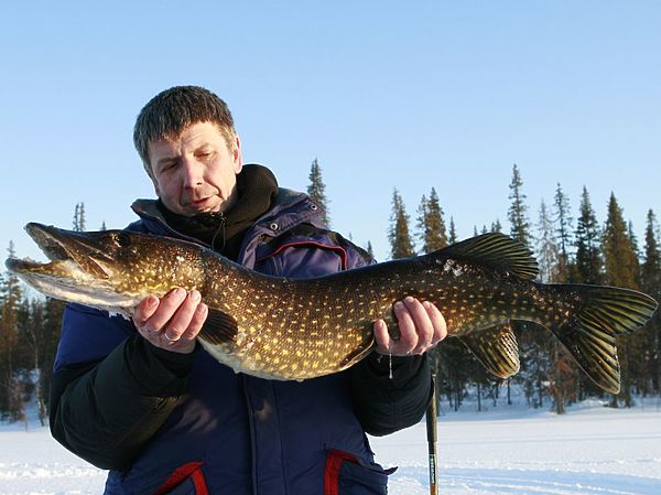 Изображение Сибирская щука. Фото: Евгений Кузнецов.