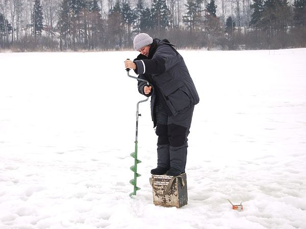 Изображение Не по росту. Фото: Андрей Яншевский.