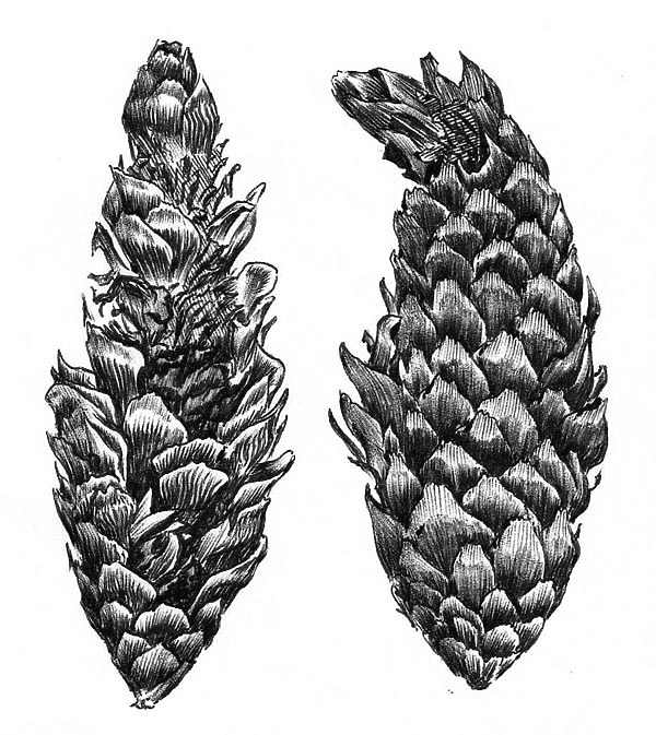 Изображение Зелёные, недозрелые шишки ели, разбитые молодым большим пёстрым дятлом. Шишки из «кузницы» пёстрого дятла имеют характерный, растрёпанный или взъерошенный вид. Август 1992 г. Рисунок А.Субботина