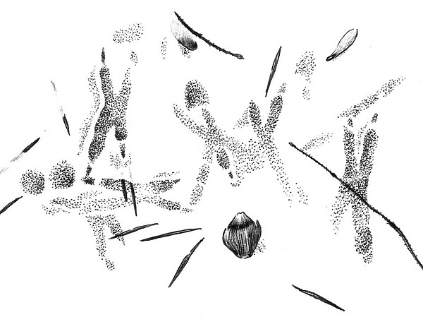 Изображение Следы большого пёстрого дятла, собиравшего уцелевшие семена ели на месте кормёжки белки. Февраль 1993 г. Рисунок А.Субботина