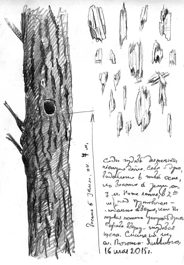 Изображение Полевой рисунок следов гнездовой деятельности пёстрого дятла. Слева – дупло, выдолбленное в стволе живой осины, на высоте от земли, ок. 7 м. Справа вверху – характерная гнездовая щепа. Май 2015 г. Рисунок А.Субботина