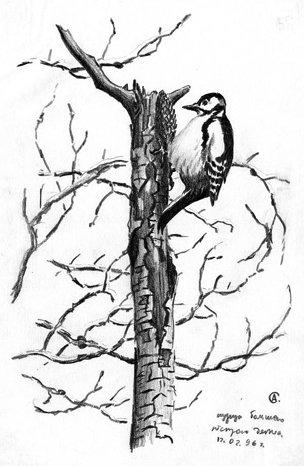 Изображение Кузница пёстрого дятла. Февраль 1996 г. Рисунок А.Субботина