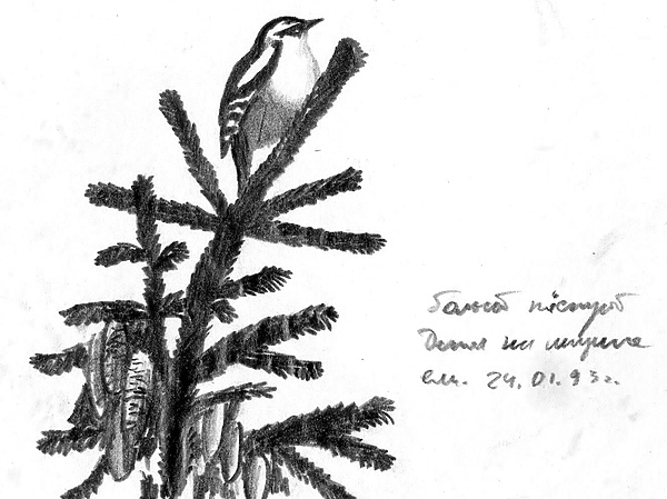 Изображение На макушке ели. Январь 1993 г. Рисунок А.Субботина