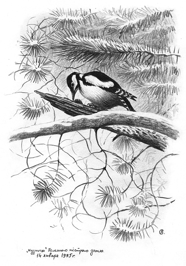 Изображение Рабочий день на кузнице. Большой пёстрый дятел. Январь 1995 г. Рисунок А.Субботина