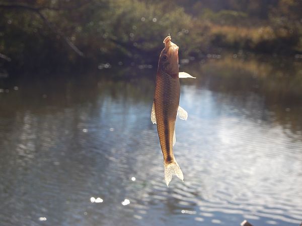 Изображение Пескарь на опарыша