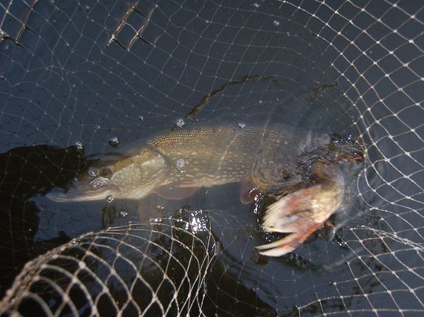 Изображение Щука на карася